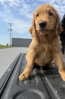 Acorn 🌰, a male Golden Retriever for sale in Lakeland, FL – 2 of 3