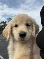Oakley, a female Golden Retriever for sale in Lakeland, FL – 6 of 6