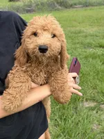 Dale, a male Goldendoodle for sale in Lakeland, FL – 2 of 2