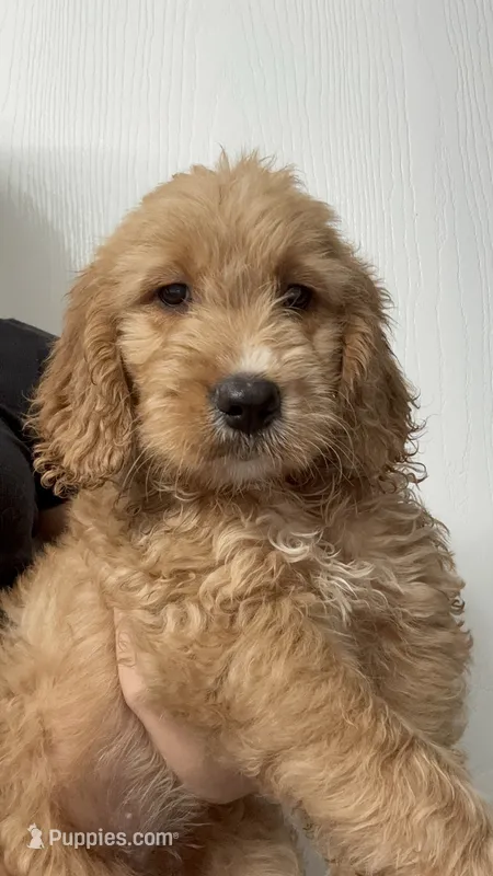Poppy  – Goldendoodle puppy for sale in Lakeland, FL