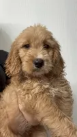 Poppy , a female Goldendoodle for sale in Lakeland, FL – 1 of 3