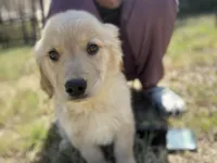 Lily, a female Golden Retriever for sale in Lakeland, FL – Photo 1 of 3
