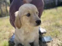 Lily, a female Golden Retriever for sale in Lakeland, FL – Photo 2 of 3