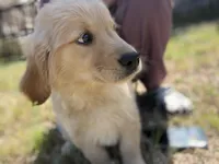 Lily, a female Golden Retriever for sale in Lakeland, FL – Photo 3 of 3