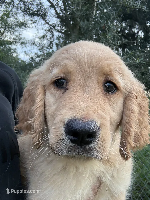 Maple🍁 – Golden Retriever puppy for sale in Lakeland, FL