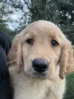 Maple🍁, a female Golden Retriever for sale in Lakeland, FL – 1 of 3