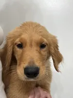AKC Apple🍎 , a female Golden Retriever for sale in Lakeland, FL – 4 of 5