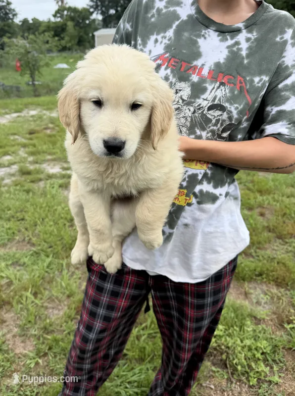 Billy – Golden Retriever puppy for sale in Lakeland, FL