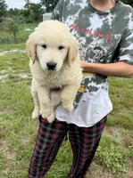 Billy, a male Golden Retriever for sale in Lakeland, FL – 1 of 3