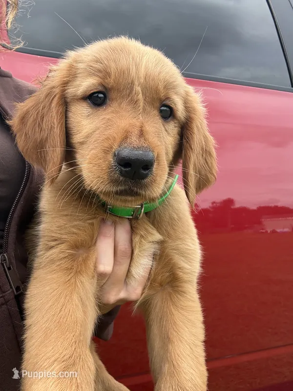 Hocus🪄 – Golden Retriever puppy for sale in Lakeland, FL