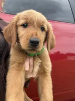 Hocus🪄, a female Golden Retriever for sale in Lakeland, FL – 1 of 3