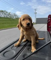 Halloween🎃 , a male Golden Retriever for sale in Lakeland, FL – 3 of 3