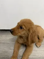 AKC Pumpkin🎃, a male Golden Retriever for sale in Lakeland, FL – 4 of 4