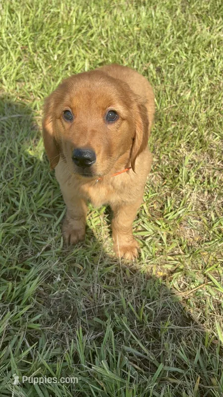 Delilah – Golden Retriever puppy for sale in Lakeland, FL