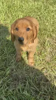 Delilah, a female Golden Retriever for sale in Lakeland, FL – 1 of 3