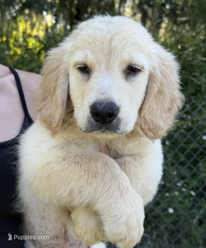 Moose 🫎  – Golden Retriever puppy for sale in Lakeland, FL