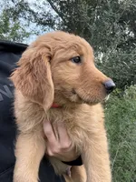 Cedar 🧡, a male Golden Retriever for sale in Lakeland, FL – 4 of 4