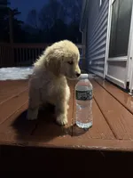 Rosie, a female Golden Retriever for sale in Worcester, MA – Photo 3 of 3