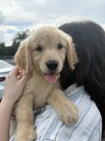 Marlow, a female Golden Retriever for sale in Lakeland, FL – 4 of 5