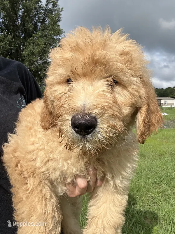 Leo – Goldendoodle puppy for sale in Lakeland, FL