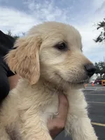 Meadow , a female Golden Retriever for sale in Lakeland, FL – 4 of 5