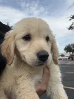 Meadow , a female Golden Retriever for sale in Lakeland, FL – 2 of 5