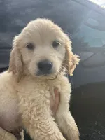 Buck, a male Golden Retriever for sale in Lakeland, FL – 3 of 5