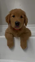 Cedar🌲, a male Golden Retriever for sale in Lakeland, FL – 2 of 3