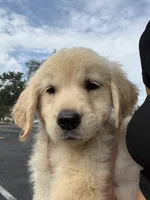 Oakley, a female Golden Retriever for sale in Lakeland, FL – 5 of 6