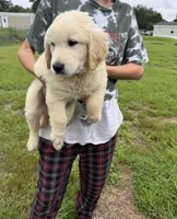 Billy, a male Golden Retriever for sale in Lakeland, FL – 2 of 3