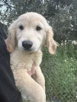 Boo👻, a male Golden Retriever for sale in Lakeland, FL – 3 of 4