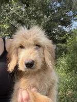 Luco, a male Goldendoodle for sale in Lakeland, FL – 3 of 3