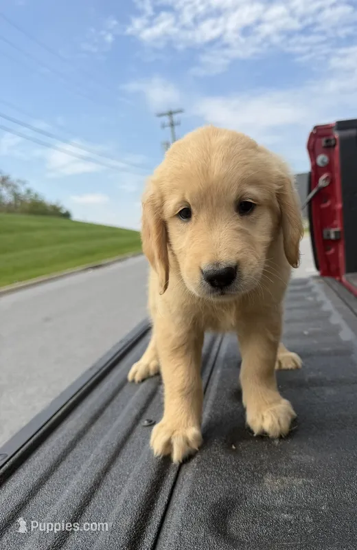 Jasper👻 – Golden Retriever puppy for sale in Lakeland, FL
