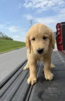 Jasper👻, a male Golden Retriever for sale in Lakeland, FL – 1 of 3