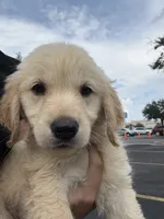 Meadow , a female Golden Retriever for sale in Lakeland, FL – 5 of 5