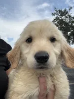Autumn rose, a female Golden Retriever for sale in Lakeland, FL – 3 of 5