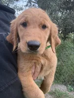 Fawn 🍂, a female Golden Retriever for sale in Lakeland, FL – 3 of 5