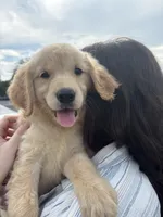 Marlow, a female Golden Retriever for sale in Lakeland, FL – 3 of 5