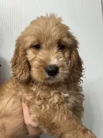 Poppy , a female Goldendoodle for sale in Lakeland, FL – 3 of 3