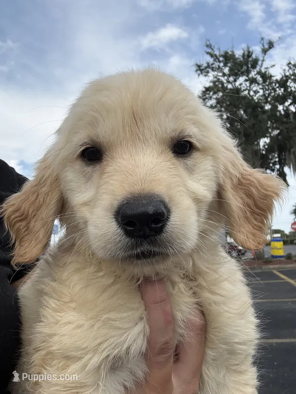 Autumn rose – Golden Retriever puppy for sale in Lakeland, FL