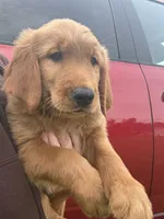 Salem 🐈‍⬛, a female Golden Retriever for sale in Lakeland, FL – 1 of 3