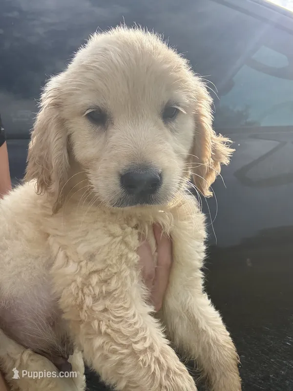 Buck – Golden Retriever puppy for sale in Lakeland, FL