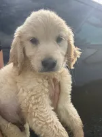 Buck, a male Golden Retriever for sale in Lakeland, FL – 1 of 5