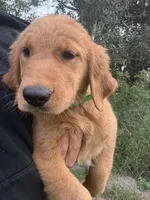 Fawn 🍂, a female Golden Retriever for sale in Lakeland, FL – 5 of 5