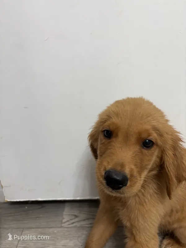 AKC Cinnamon 🤎 – Golden Retriever puppy for sale in Lakeland, FL