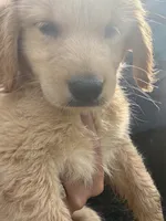 Otis, a male Golden Retriever for sale in Lakeland, FL – 4 of 4