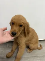 AKC Cinnamon 🤎, a male Golden Retriever for sale in Lakeland, FL – 3 of 4