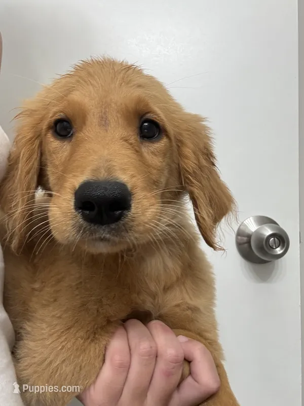 AKC Apple🍎  – Golden Retriever puppy for sale in Lakeland, FL