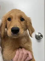 AKC Apple🍎 , a female Golden Retriever for sale in Lakeland, FL – 1 of 5