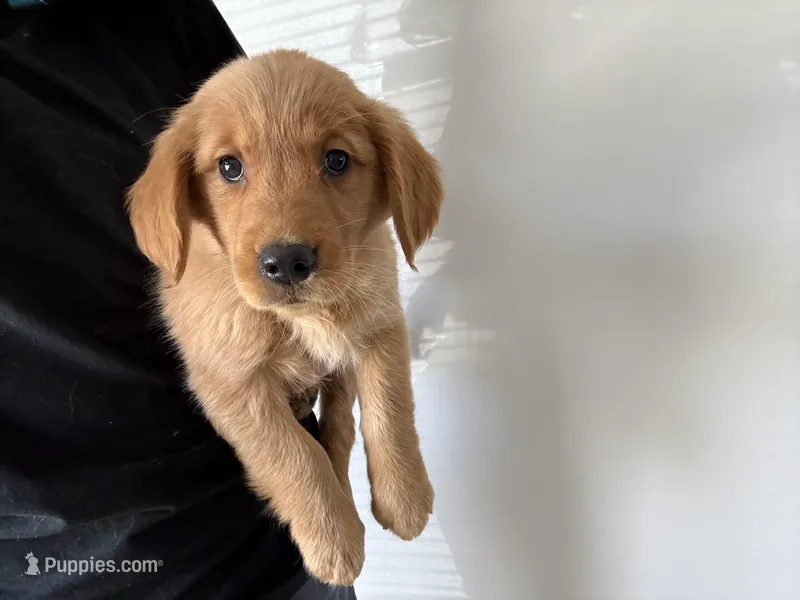 Lilac – Golden Retriever puppy for sale in Lakeland, FL